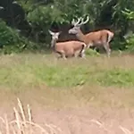 Casa de hóspedes Au Domaine De Py 3*