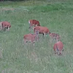 Casa de hóspedes Au Domaine De Py