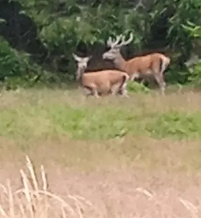 招待所 Au Domaine De Py 3*